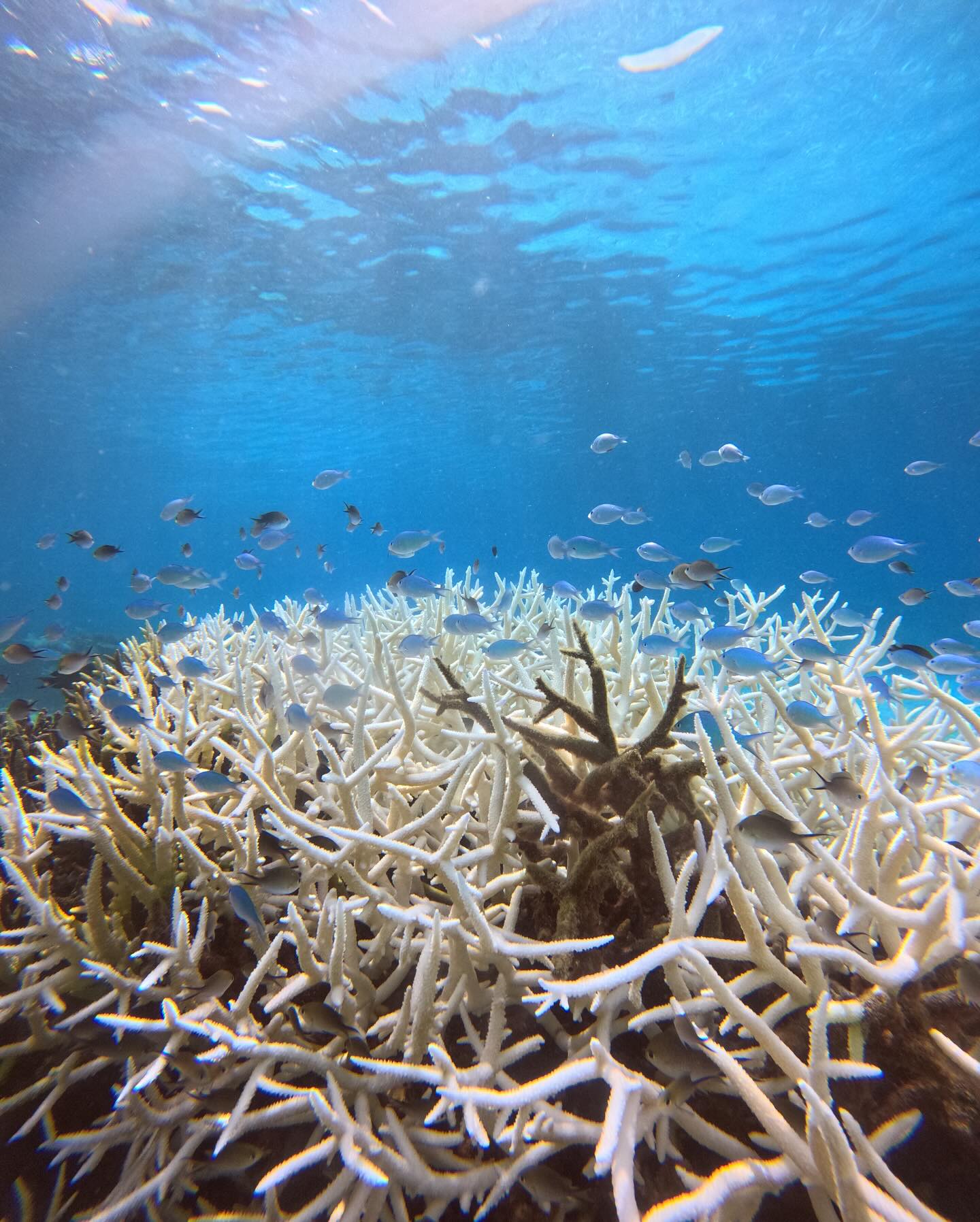 Excursion sur le lagon de Mayotte avec Randopalma