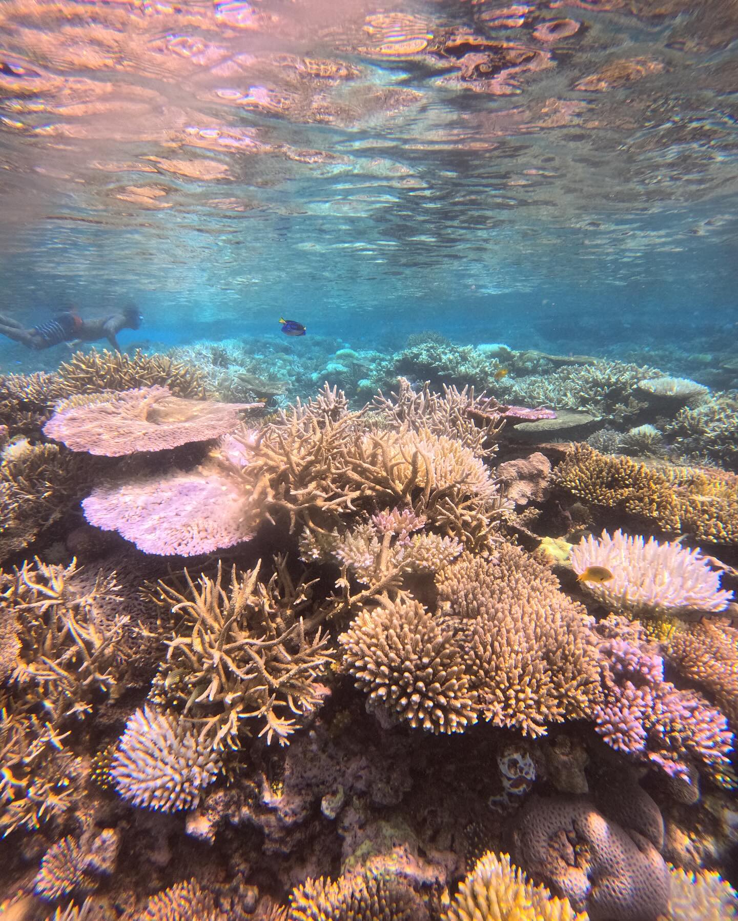 Excursion sur le lagon de Mayotte avec Randopalma